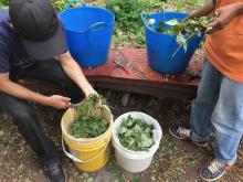 Fresh cut weeds making FPE
